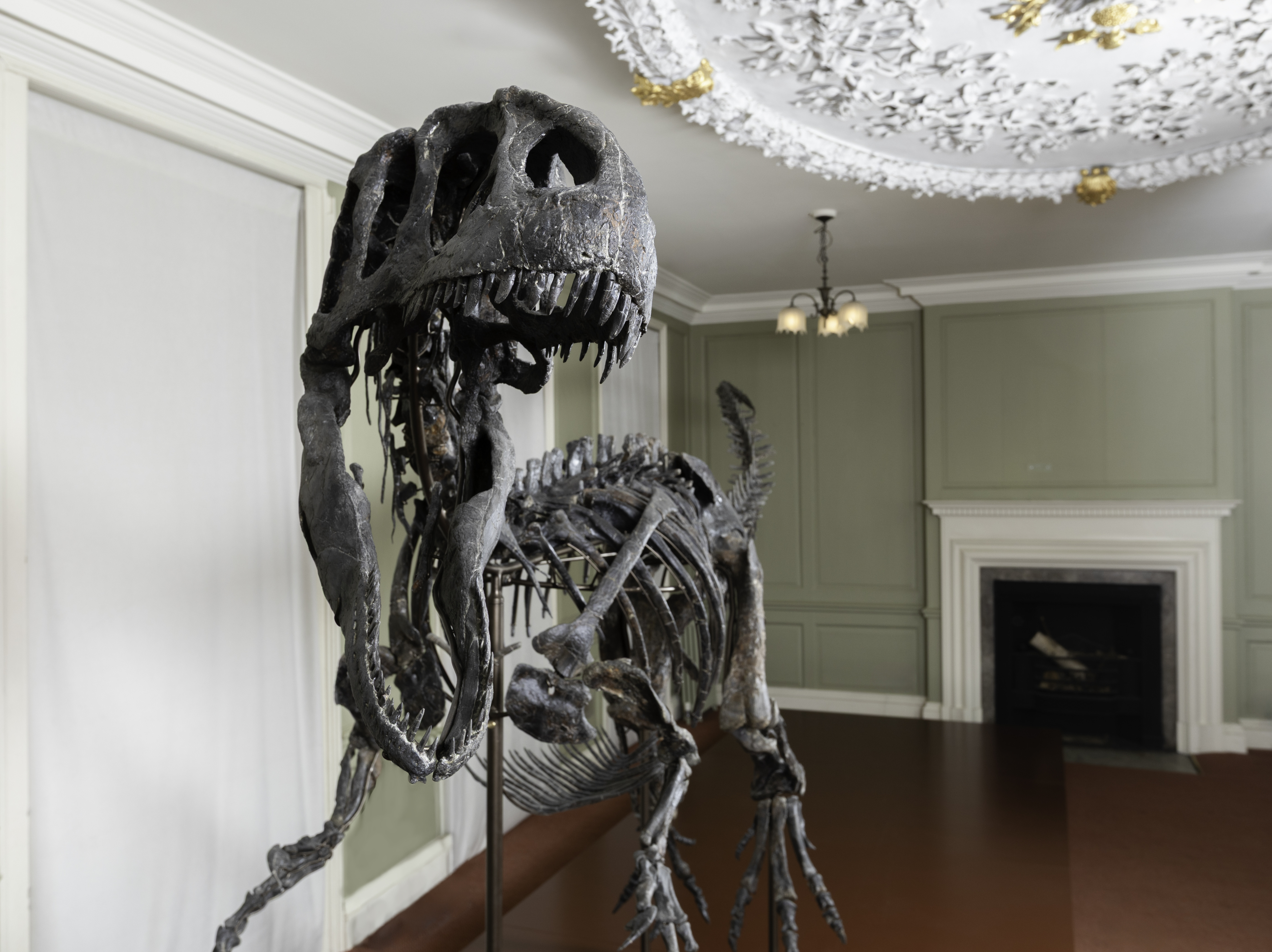 Juliasaurus at Hollytrees Museum. Image David Owens courtesy David Aaron gallery 
