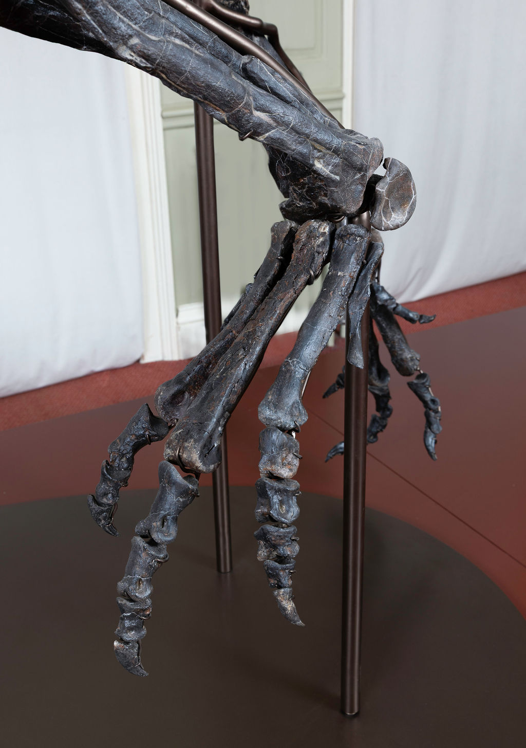 'Juliasaurus' at Hollytrees Museum. Image David Owens courtesy David Aaron gallery 