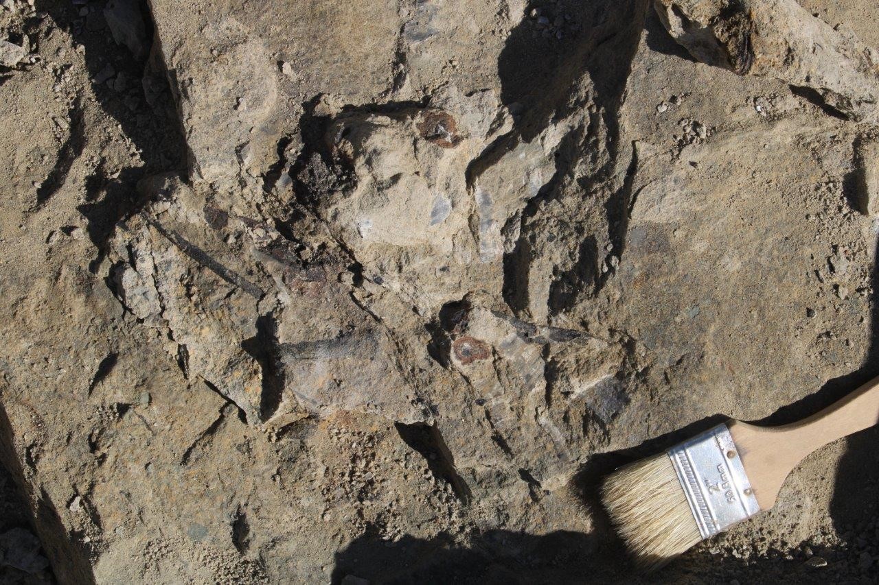 Excavation of ‘Juliasaurus’ in Wyoming