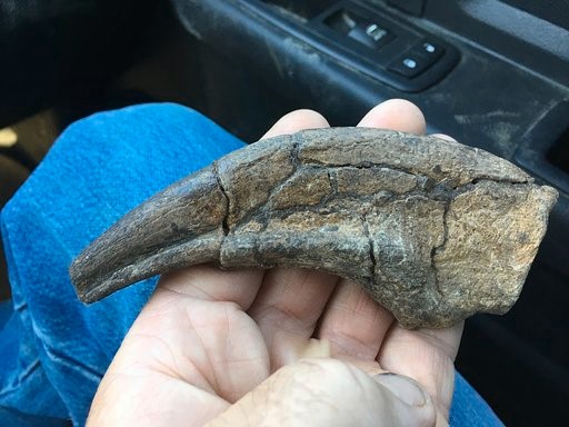 'Chomper's' tooth during preparation 