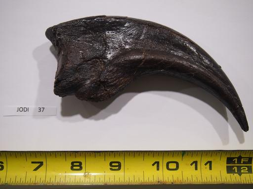'Chomper's' tooth during preparation 