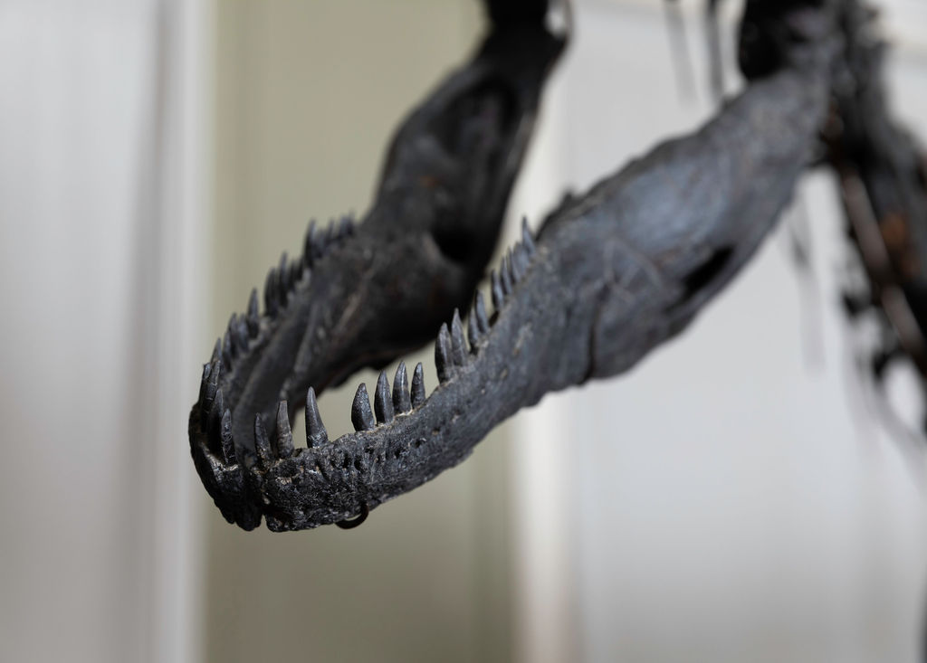 Juliasaurus at Hollytrees Museum. Image David Owens courtesy David Aaron gallery 