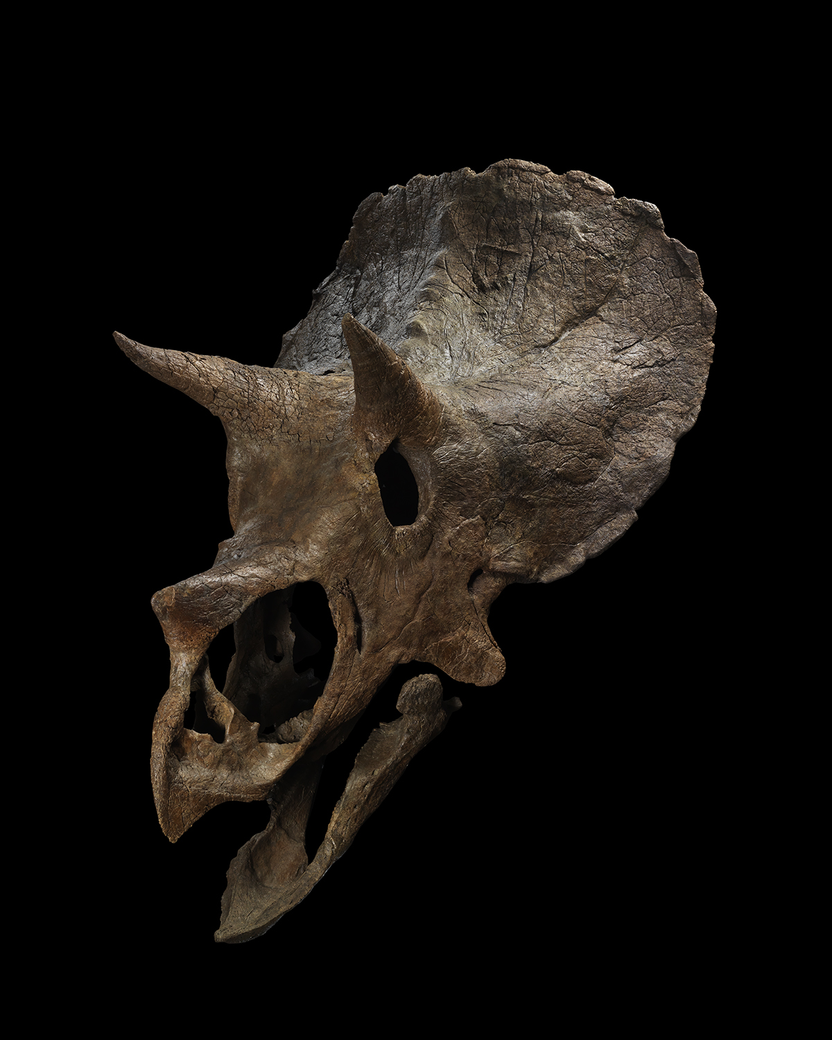 Maple triceratops skull David aaron