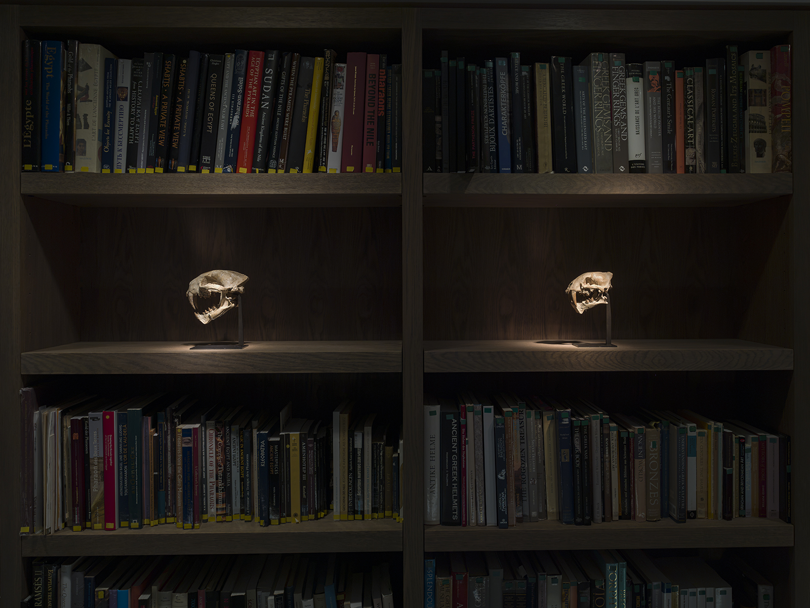 Image: Sabre Cat ‘Nimravidae’ Skulls, Image: David Brunetti