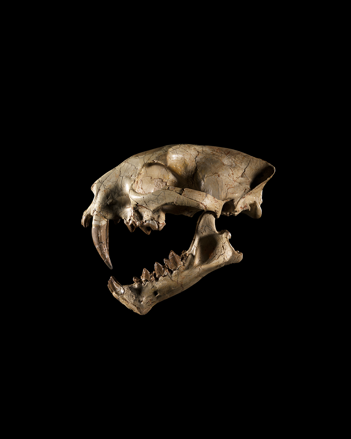 Image: Sabre Cat ‘Nimravidae’ Skull, Oligocene, circa 33.7 to 23.8 million years ago. Image: David Brunetti