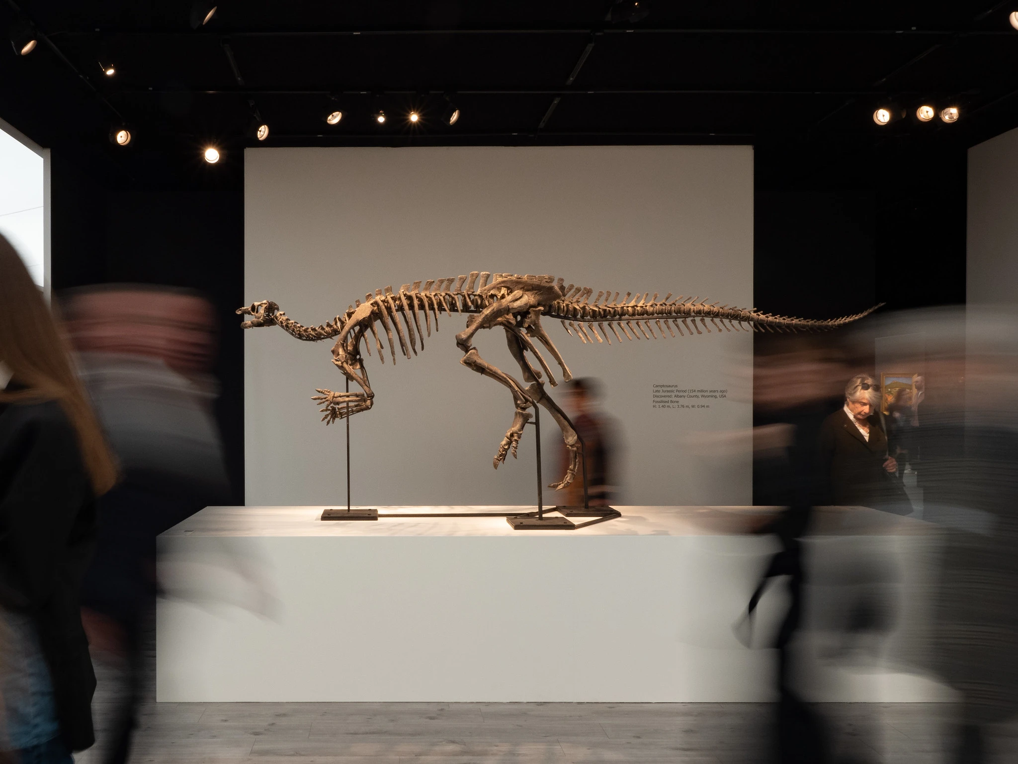 Camptosaurus on display at Frieze Masters 2022. Image: Courtesy Frieze