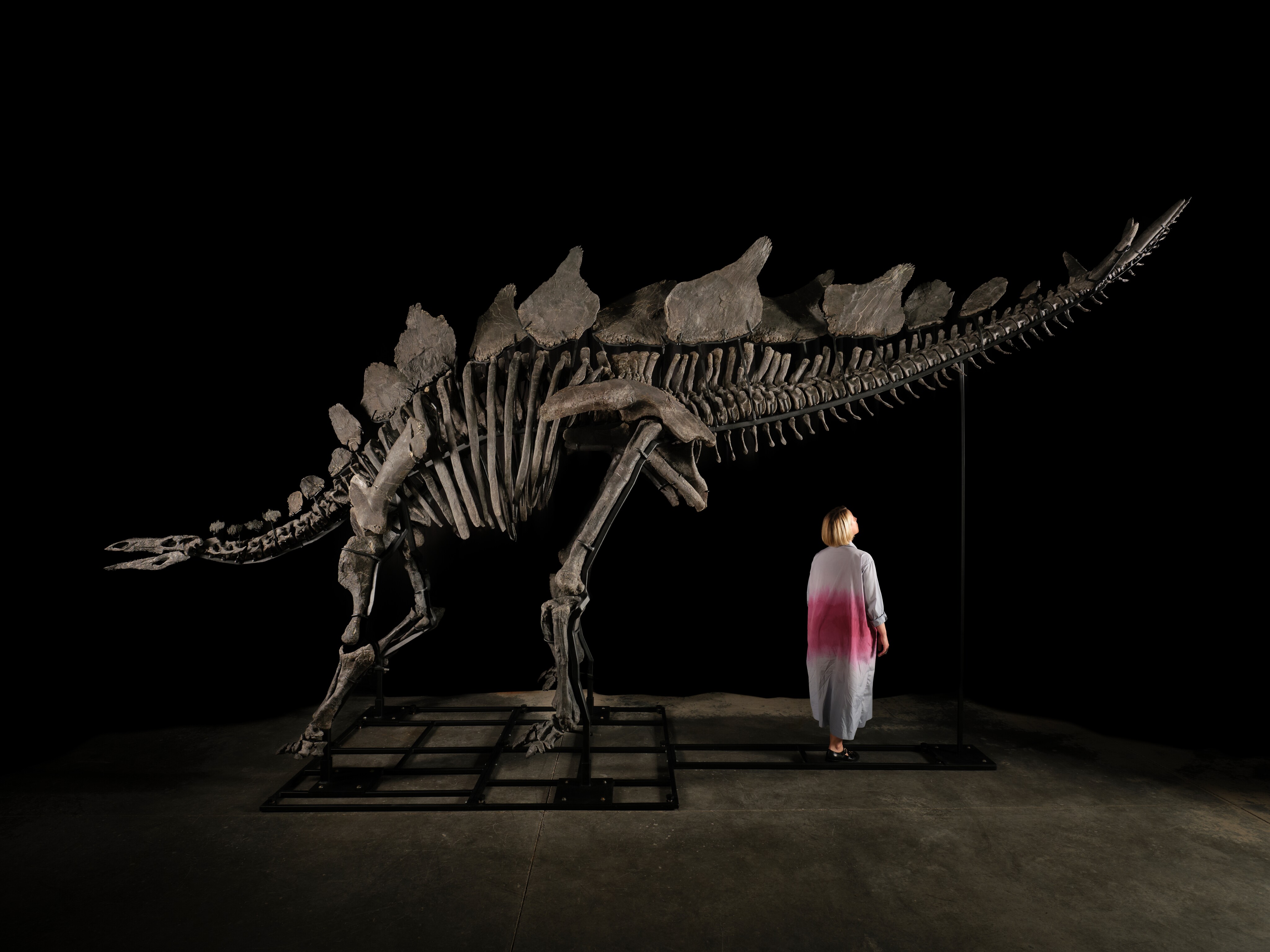 ‘Apex’ the Stegosaurus. Image credit: © Sotheby’s 