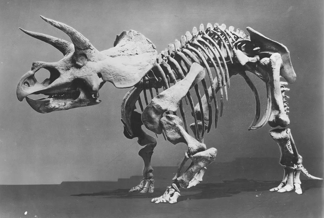 Hatcher the first exhibited triceratops Smithsonian Institution. David Aaron