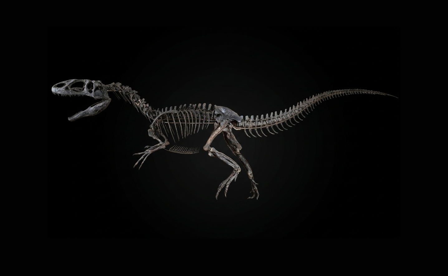 ‘Juliasaurus’, Late Jurassic Period (154-142 million years ago). Image courtesy David Aaron gallery    