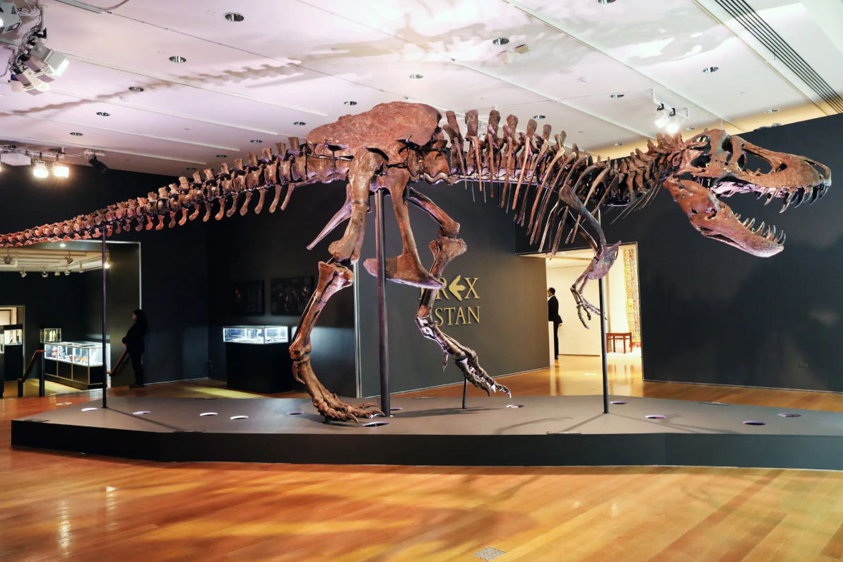 ‘Stan’ the Tyrannosaurus Rex. Image credit: Spencer Platt/Getty Images 