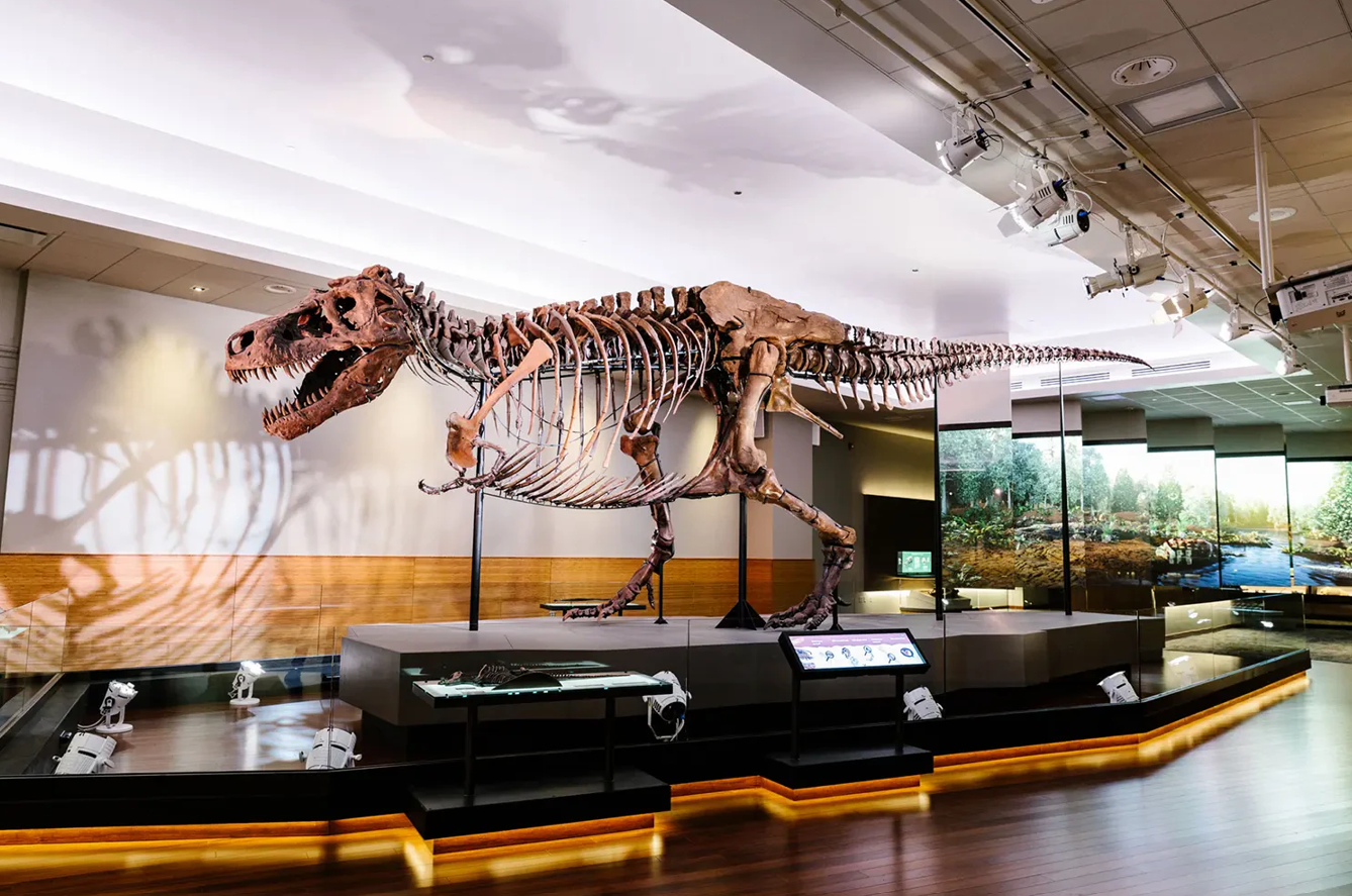 ‘Sue’ the Tyrannosaurus Rex. Image credit: © Field Museum 