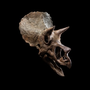 Sub-Adult Triceratops Skull