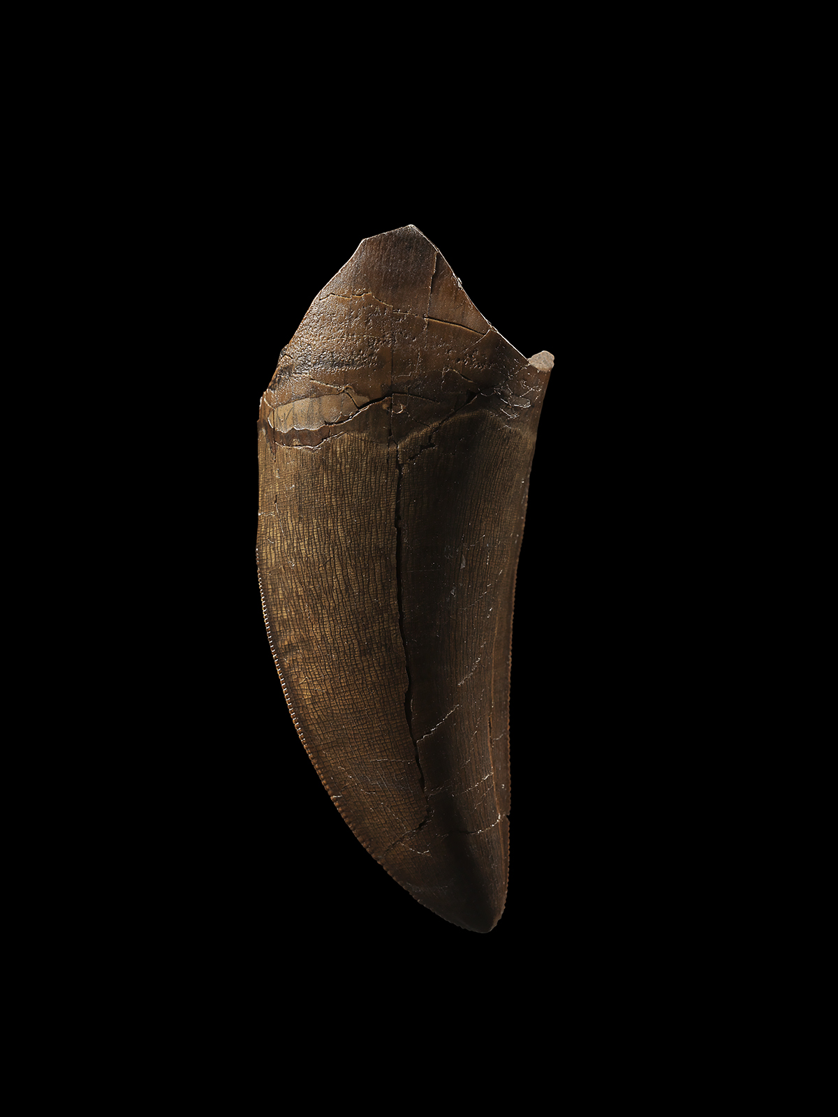 Tyrannosaurus Rex Tooth 