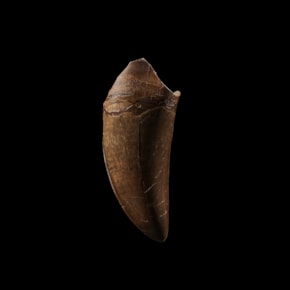Tyrannosaurus Rex Tooth