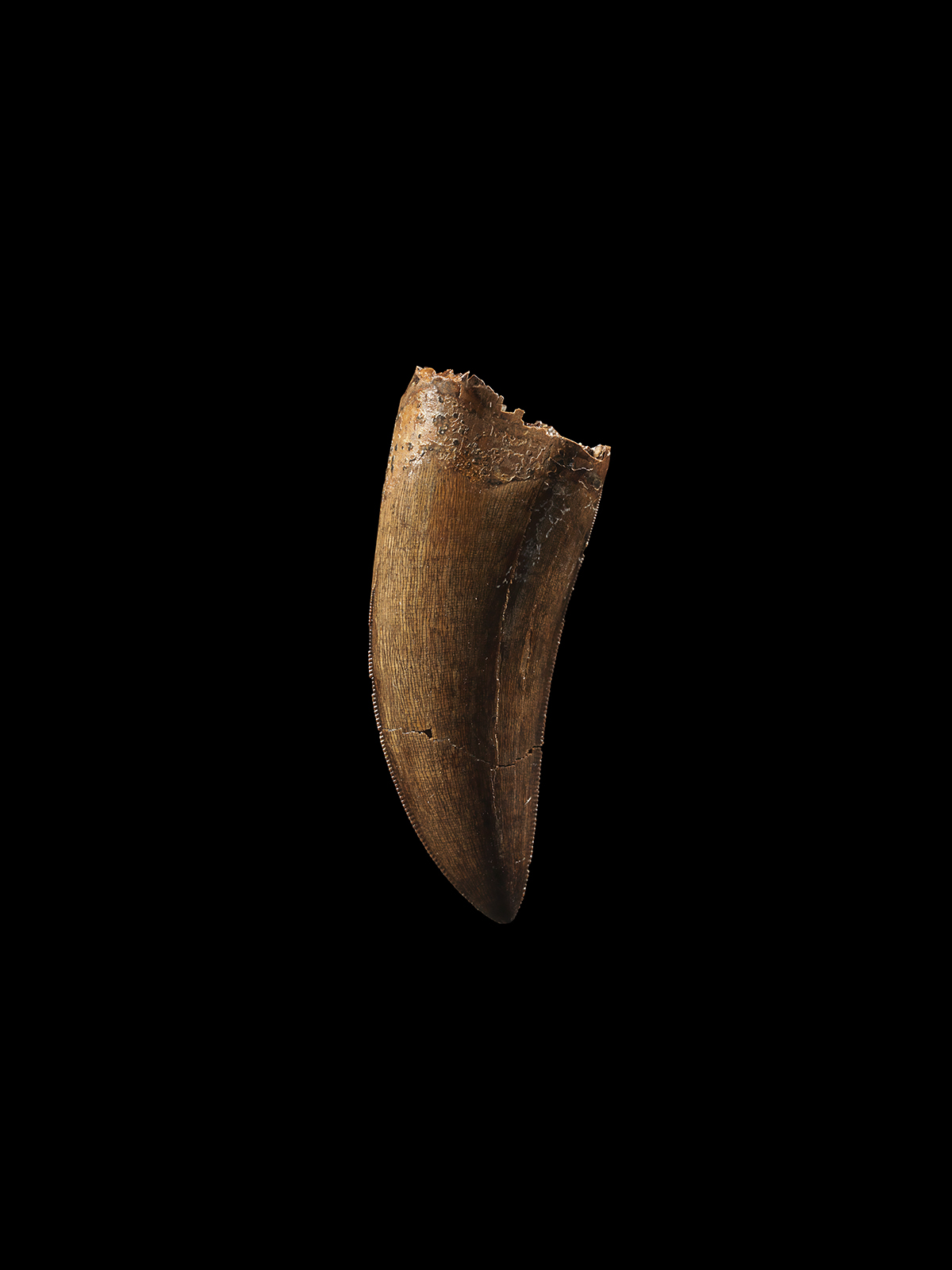 T-rex or possibly Gorgosaurus Tooth 