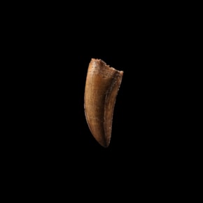 T-rex or possibly Gorgosaurus Tooth