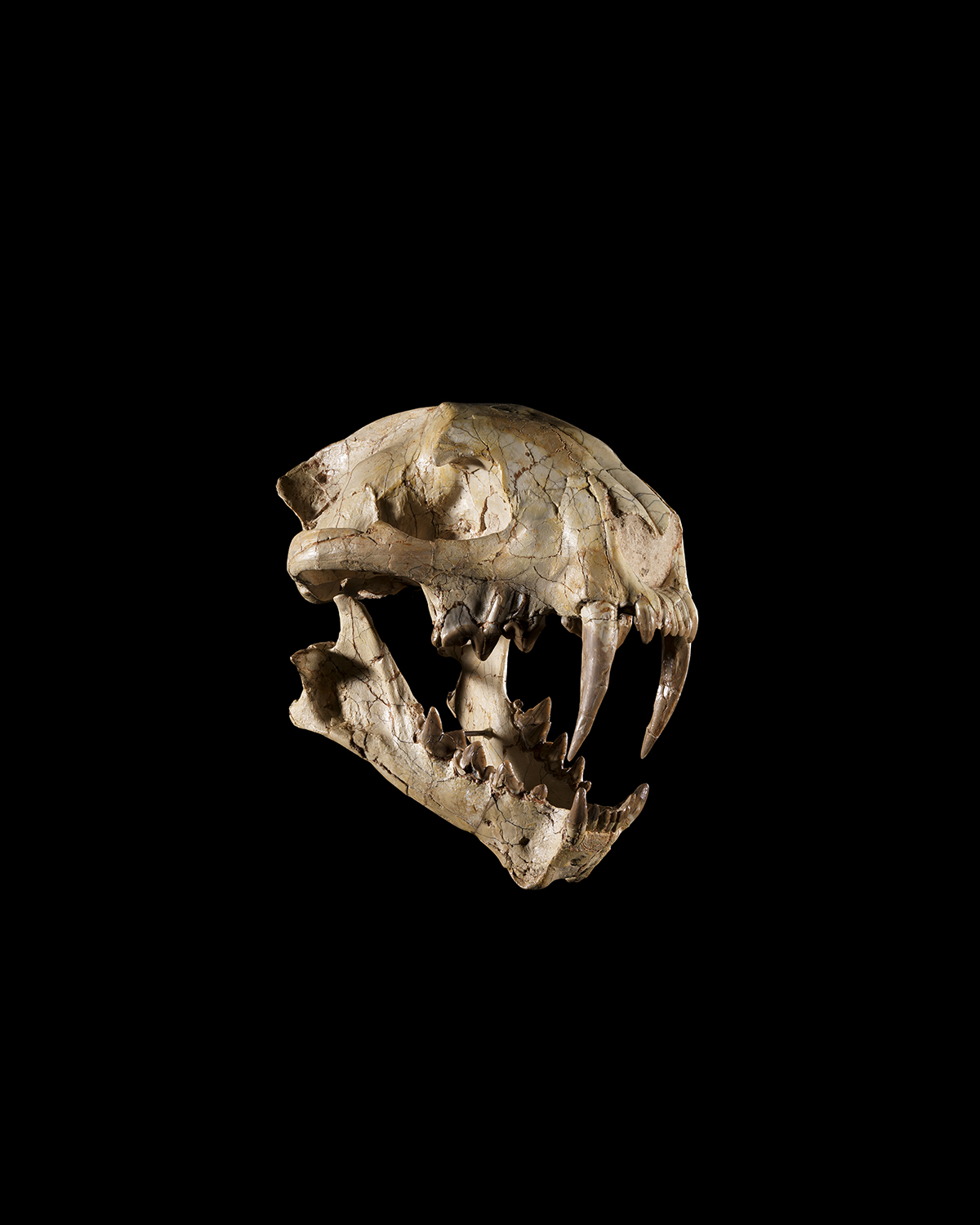 Sabre Cat ‘Nimravidae’ Skull 