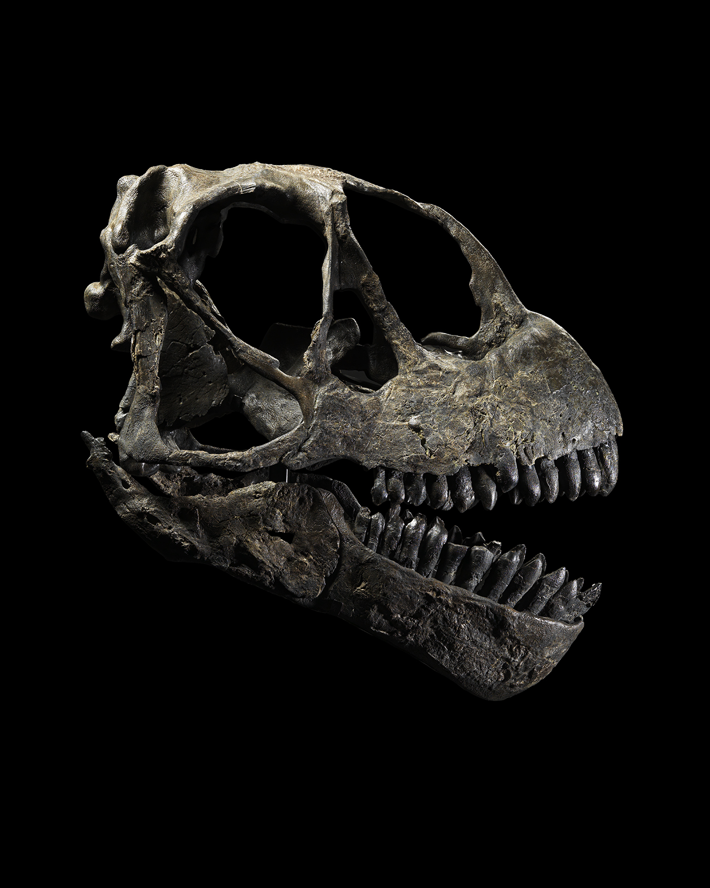 Camarasaurus supremus Skull with Embedded Allosaurus Tooth