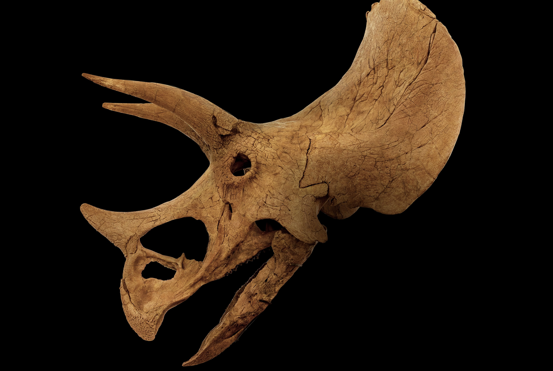 The Harrods Triceratops Skull